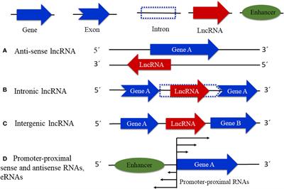 Plant long non-coding RNAs: identification and analysis to unveil their physiological functions